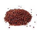 Graines de sorgho rouge